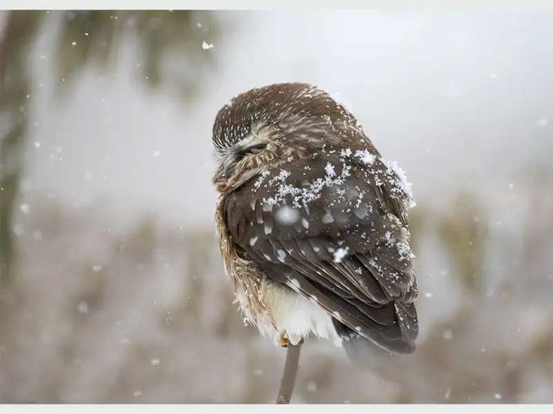 Averse de neige avec la petite nyctale