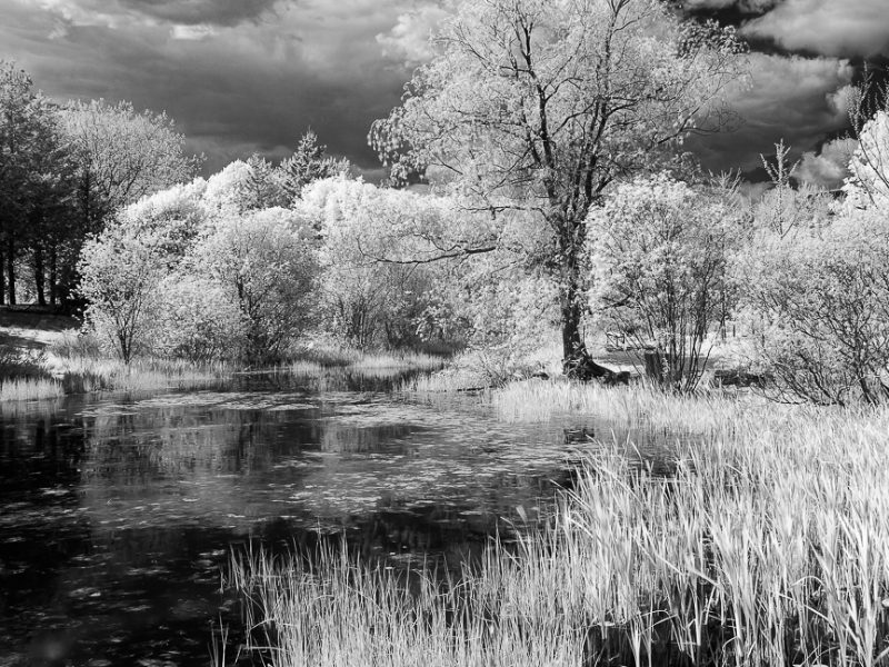 The Pond of Wonders